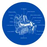 Earwax Blockage